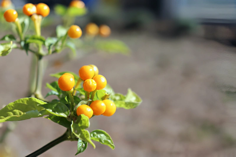 planta con pequeños ajíes charapita amarillos
