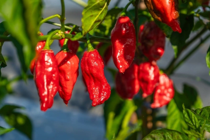 coloridos ajíes limo rojos colgando en su planta