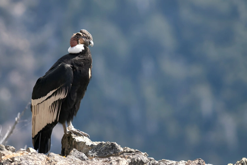 majestuoso cóndor andino descansando en lo alto de una montaña
