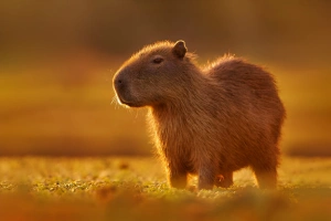 hermoso ejemplar de ronsoco o capibara