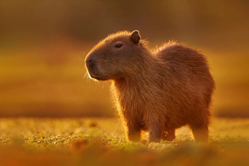 hermoso ejemplar de ronsoco o capibara