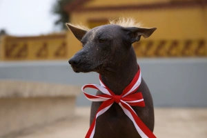perro viringo peruano con lazo blanquirrojo en el cuello