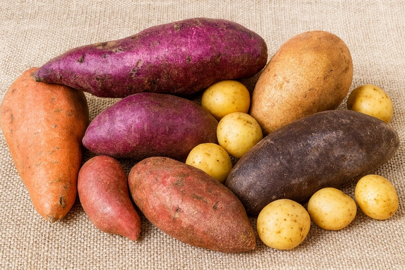 imagen de variedades del camote peruano