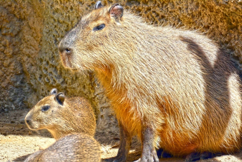 capibaras tendencia 2025 popularidad creciente en perú