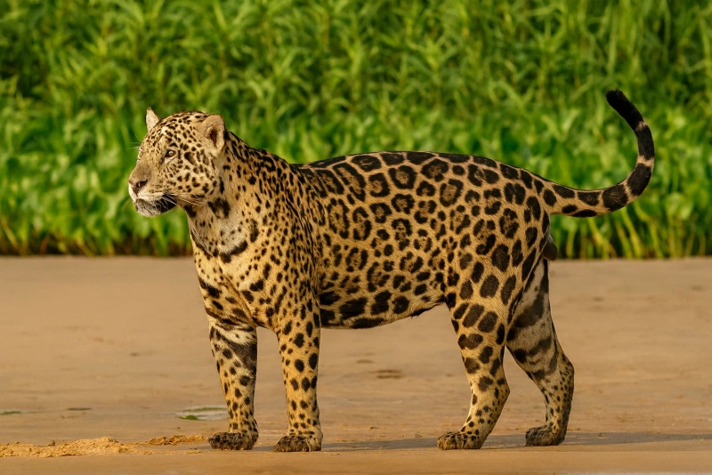 jaguar en su hábitat natural mostrando su pelaje único